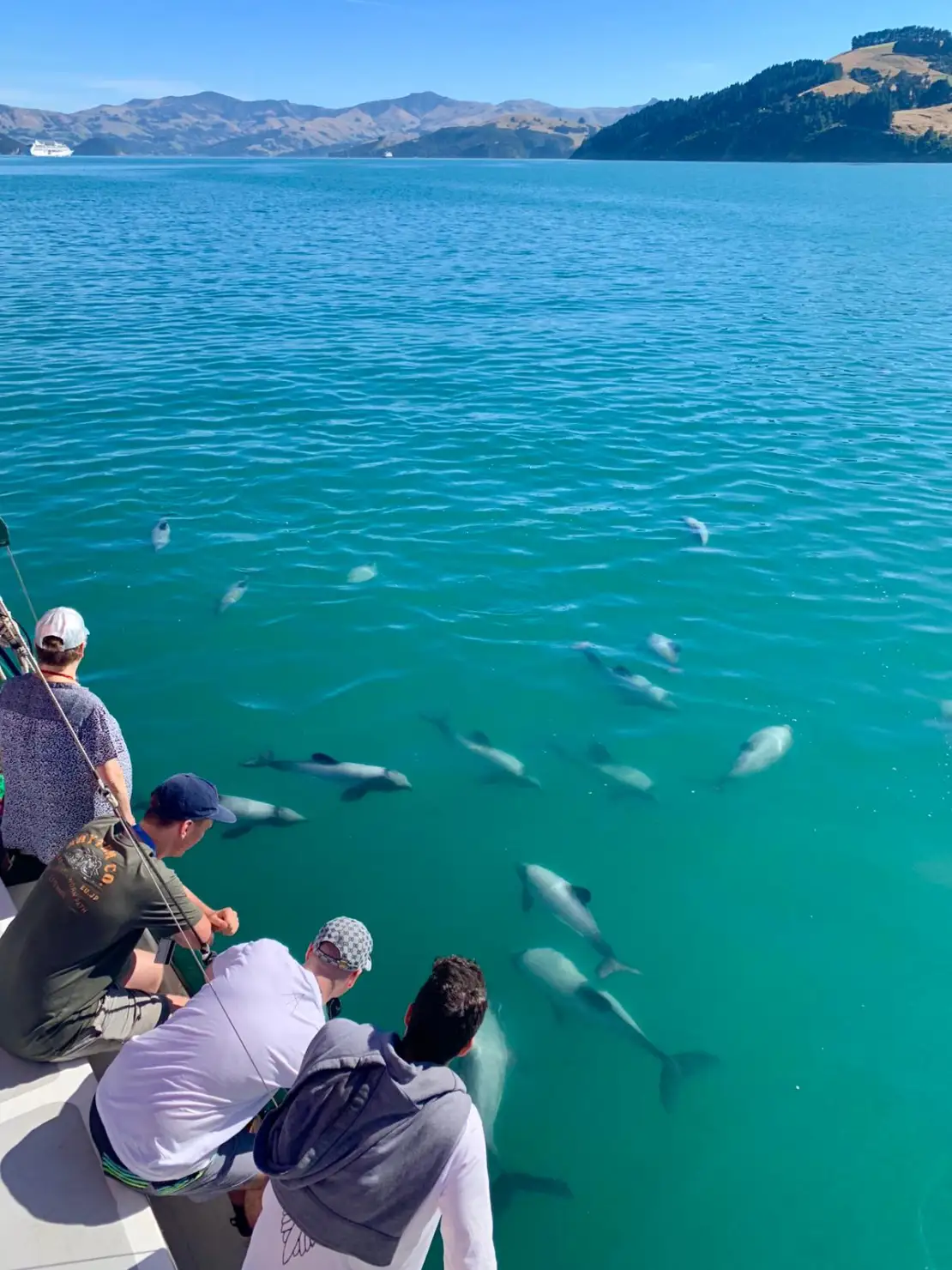 Enjoy watching playful dolphins
